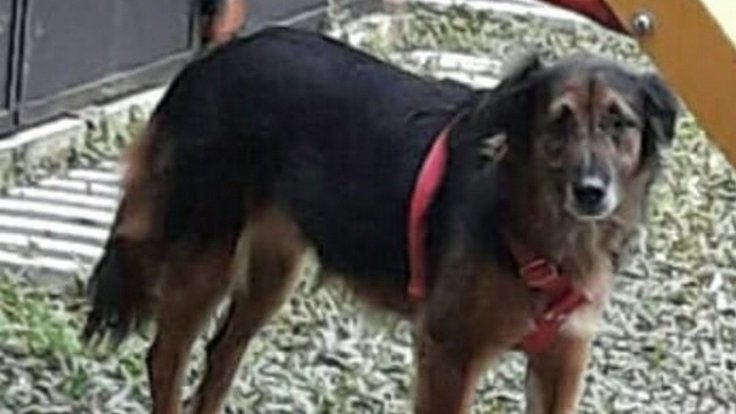 78278899_127481502029445_6592393105616404480_n