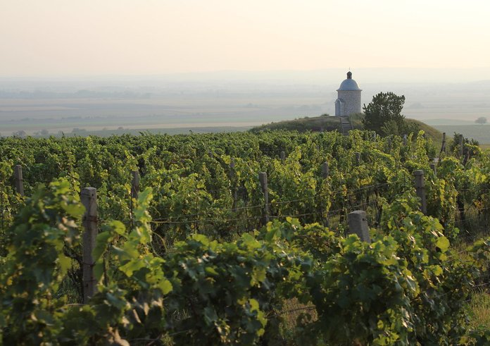 vinice