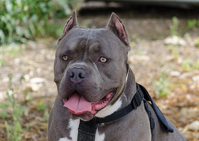 800px-American_Bully_(107204307)