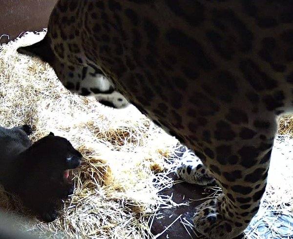 První foto jaguářího mláděte v Zoo Zlín