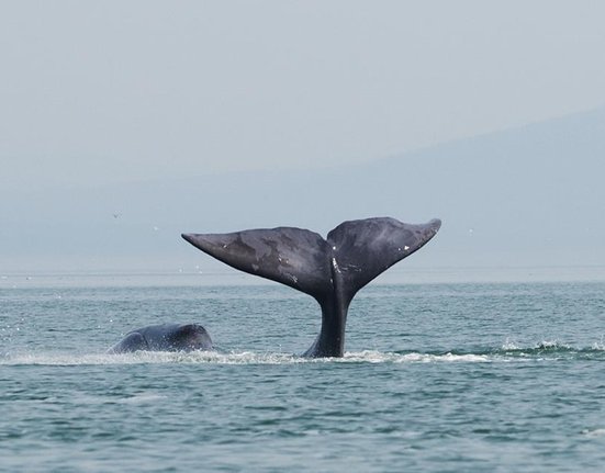 A_bowhead_whale_is_tail-slapping_in_the_coastal_waters_of_western_Sea_of_Okhotsk_by_Olga_Shpak,_Marine_Mammal_Council,_IEE_RAS