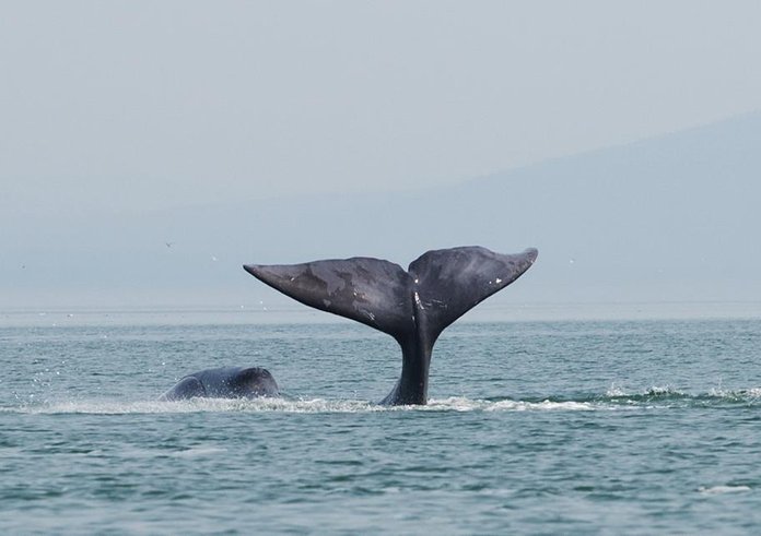 A_bowhead_whale_is_tail-slapping_in_the_coastal_waters_of_western_Sea_of_Okhotsk_by_Olga_Shpak,_Marine_Mammal_Council,_IEE_RAS