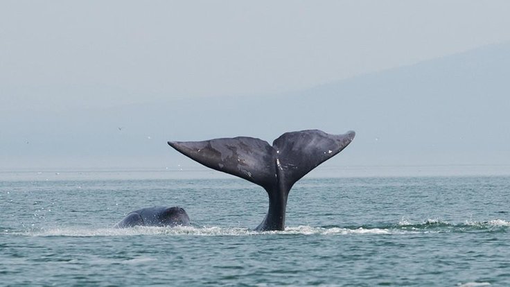 A_bowhead_whale_is_tail-slapping_in_the_coastal_waters_of_western_Sea_of_Okhotsk_by_Olga_Shpak,_Marine_Mammal_Council,_IEE_RAS