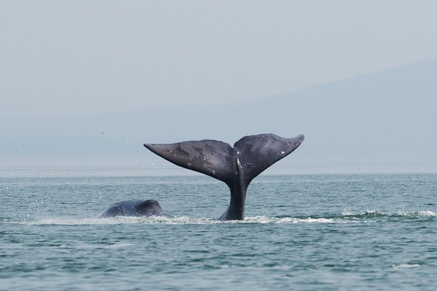 A_bowhead_whale_is_tail-slapping_in_the_coastal_waters_of_western_Sea_of_Okhotsk_by_Olga_Shpak,_Marine_Mammal_Council,_IEE_RAS