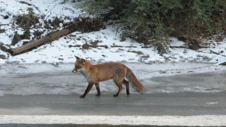 Alert_fox_(4270674563)