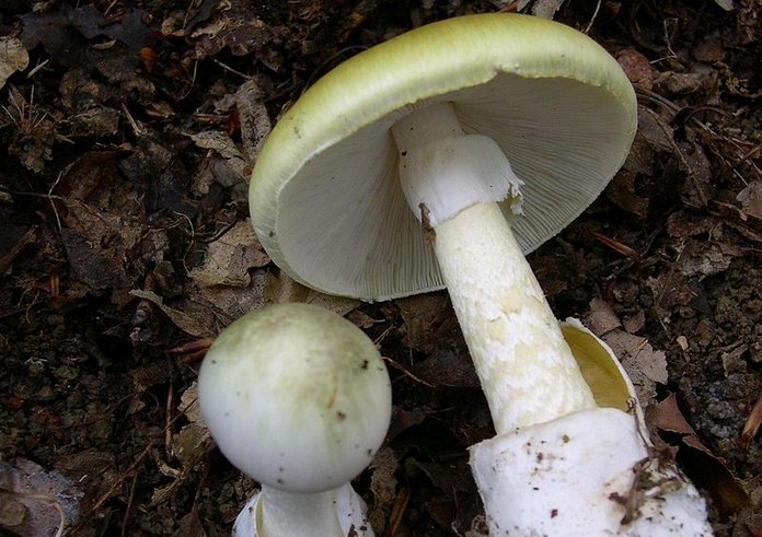 Amanita_phalloides_1