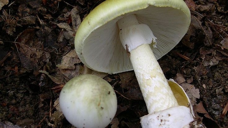 Amanita_phalloides_1