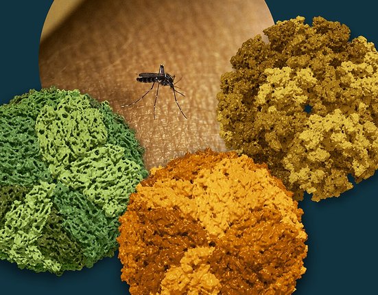 An_Aedes_Mosquito_and_Dengue,_Zika,_and_Chikungunya_Viruses_-_2