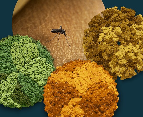 An_Aedes_Mosquito_and_Dengue,_Zika,_and_Chikungunya_Viruses_-_2