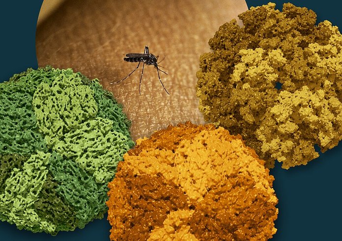 An_Aedes_Mosquito_and_Dengue,_Zika,_and_Chikungunya_Viruses_-_2