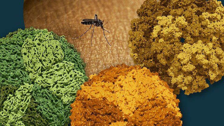 An_Aedes_Mosquito_and_Dengue,_Zika,_and_Chikungunya_Viruses_-_2