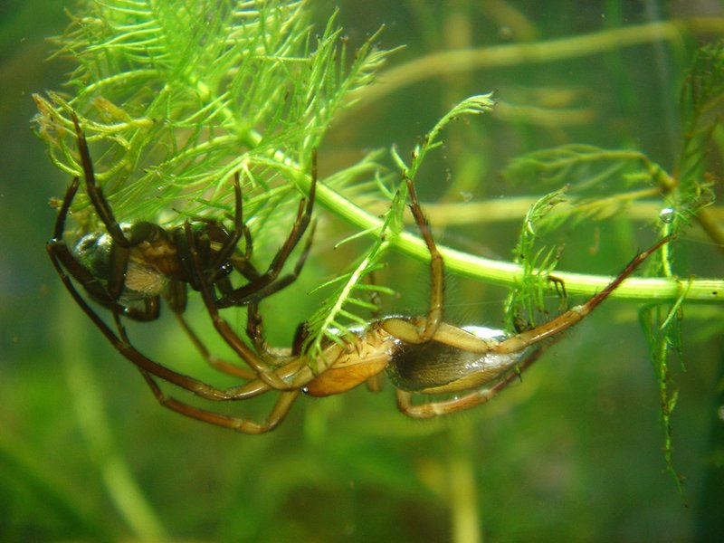 Argyroneta_aquatica_Paar