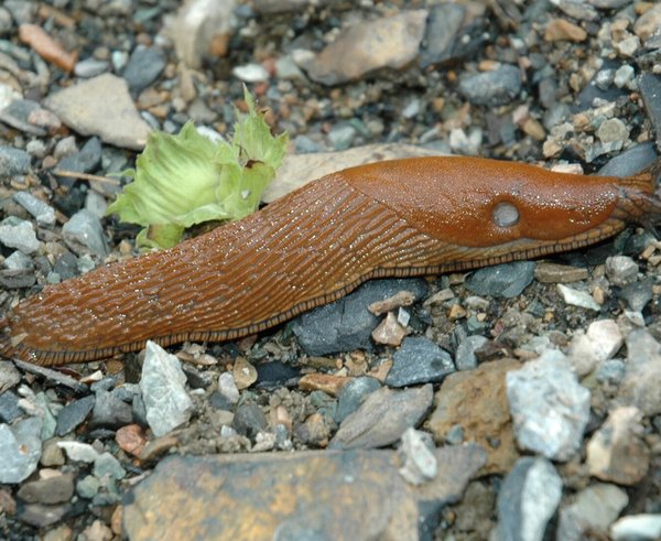 Arion_lusitanicus