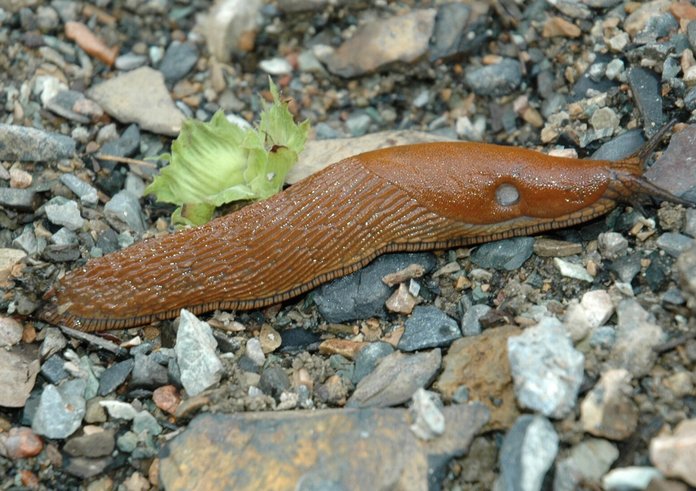Arion_lusitanicus
