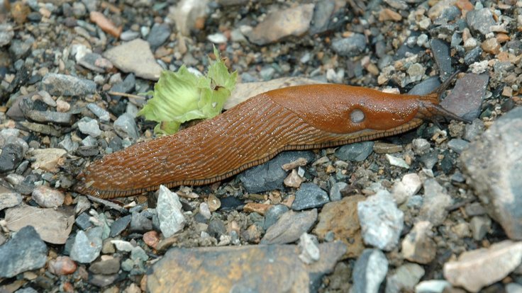 Arion_lusitanicus