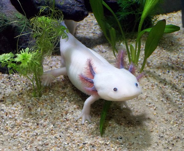 Axolotl2.jpg