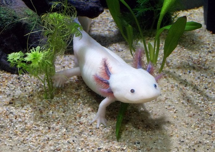 Axolotl2.jpg