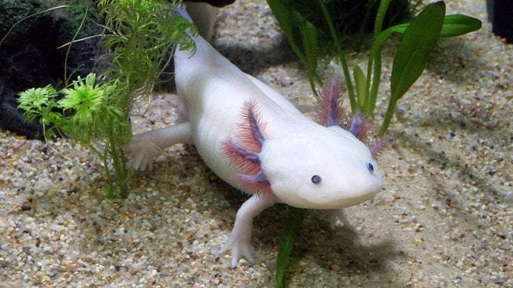 Axolotl2.jpg