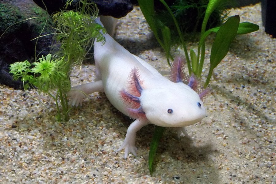 Axolotl2.jpg