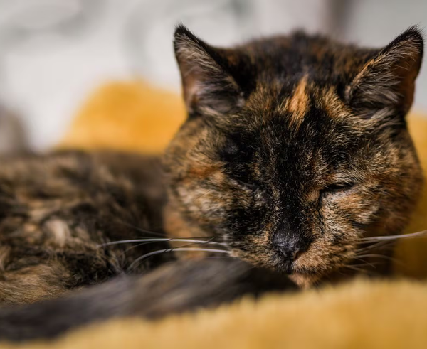 Nejstarší žijící kočka Flossie