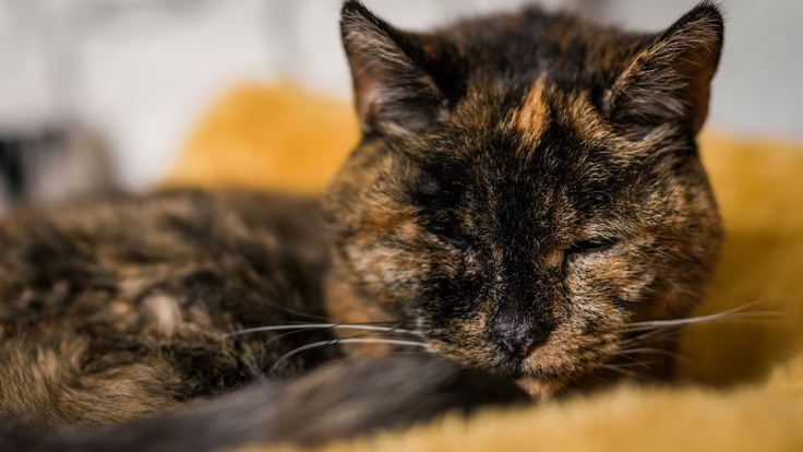 Nejstarší žijící kočka Flossie