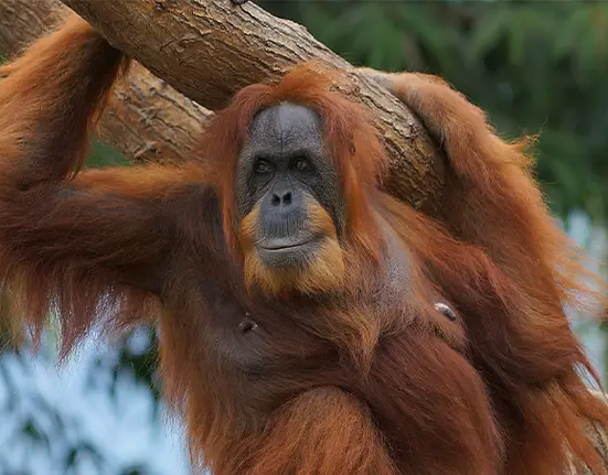 Nejstarší orangutanka Bella