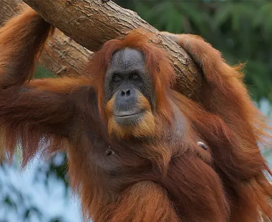 Nejstarší orangutanka Bella