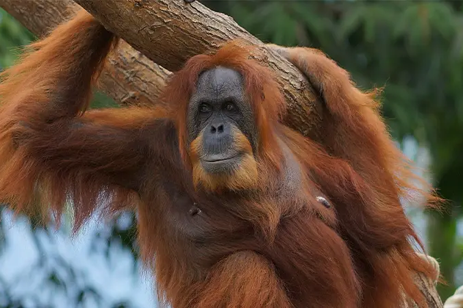 Nejstarší orangutanka Bella