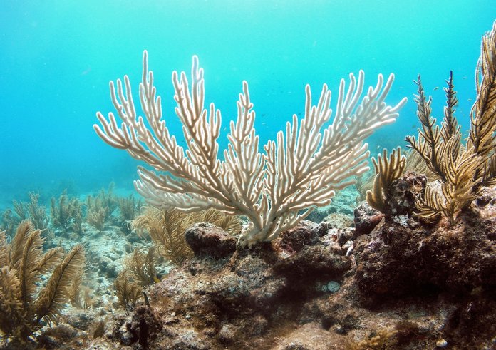 bělení korálů