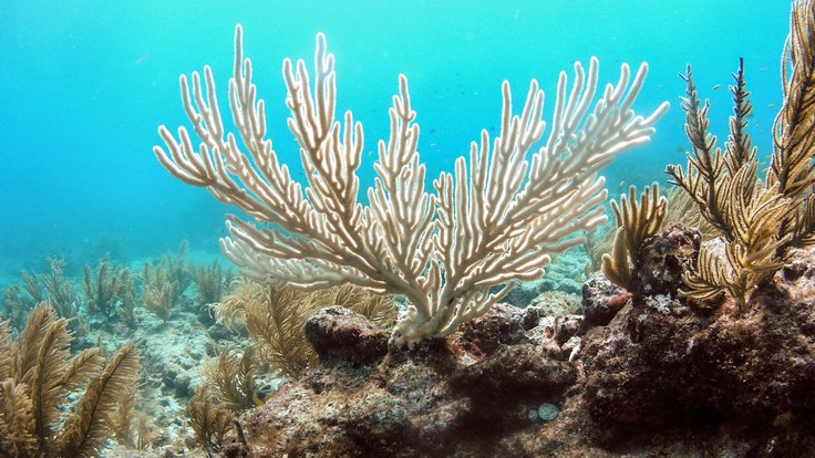bělení korálů