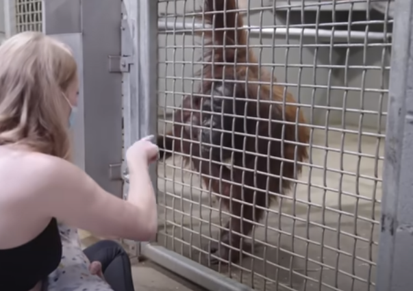 Orangutanka se učí kojit své mládě