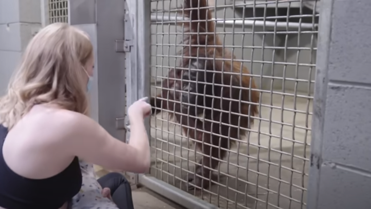 Orangutanka se učí kojit své mládě