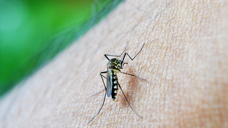 horečka dengue