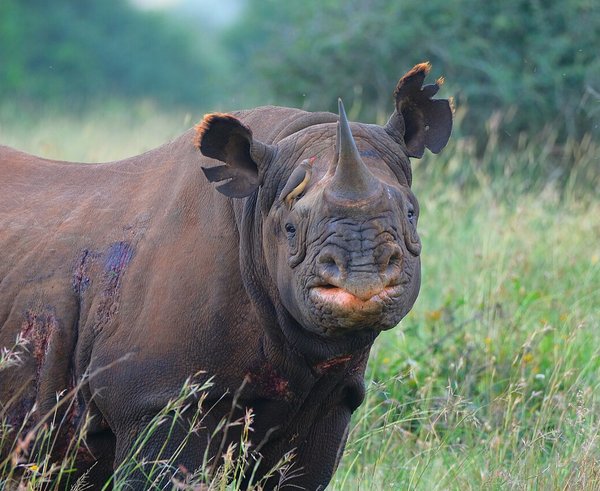 Black_rhino_female_nairobi