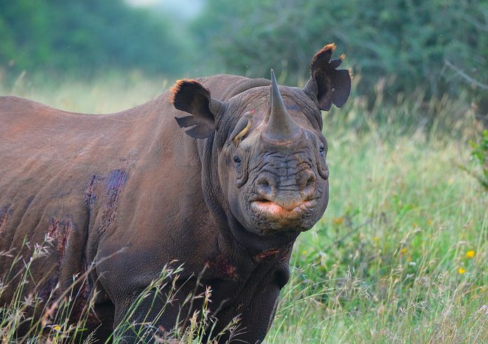 Black_rhino_female_nairobi
