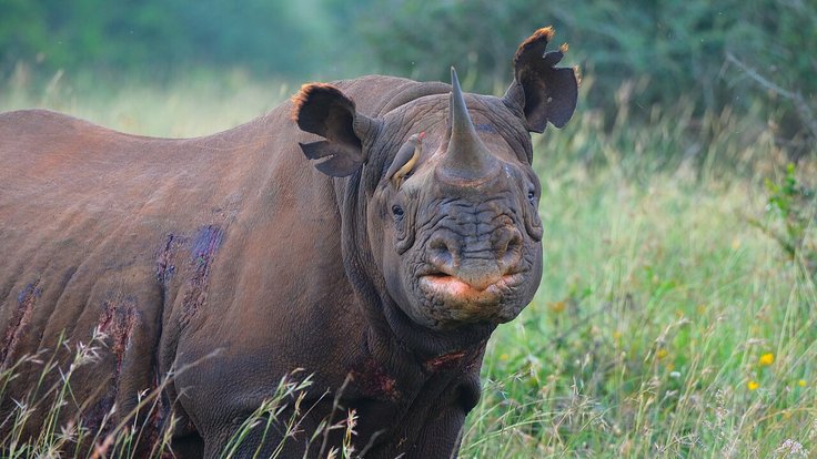 Black_rhino_female_nairobi