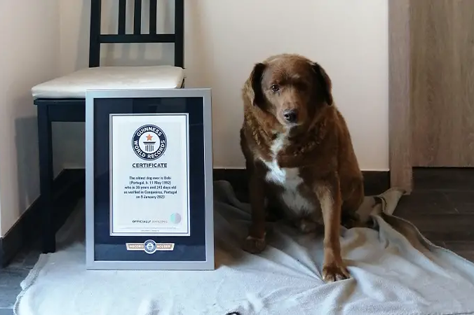 Nejstarší pes na světě - Bobi oslavil jedenáctého května 31. narozeniny.