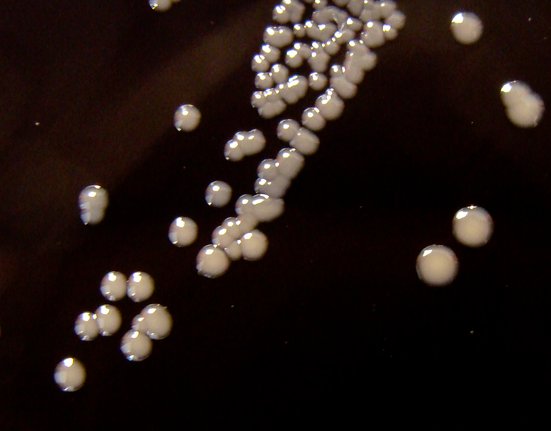 Bakterie rodu Bordetella