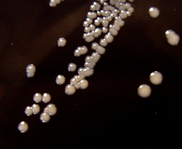 Bakterie rodu Bordetella