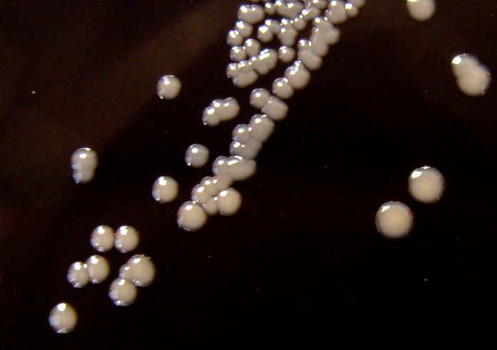 Bakterie rodu Bordetella