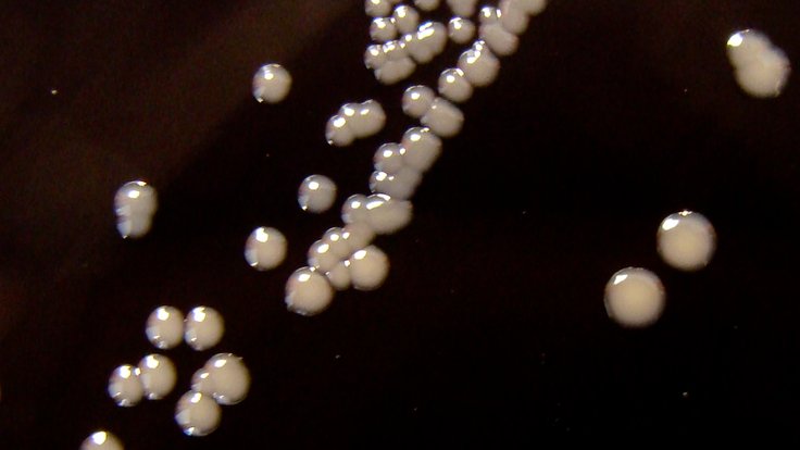 Bakterie rodu Bordetella