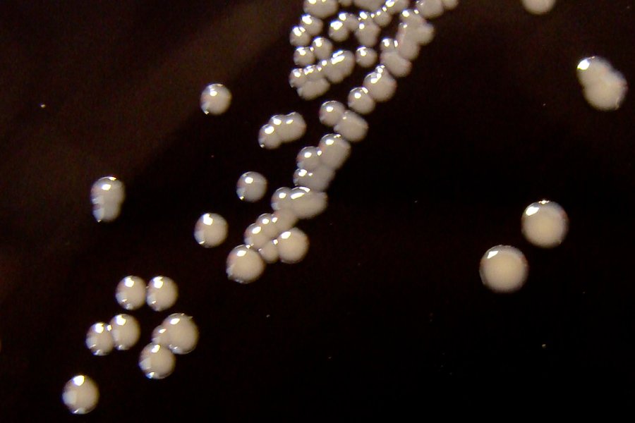 Bakterie rodu Bordetella