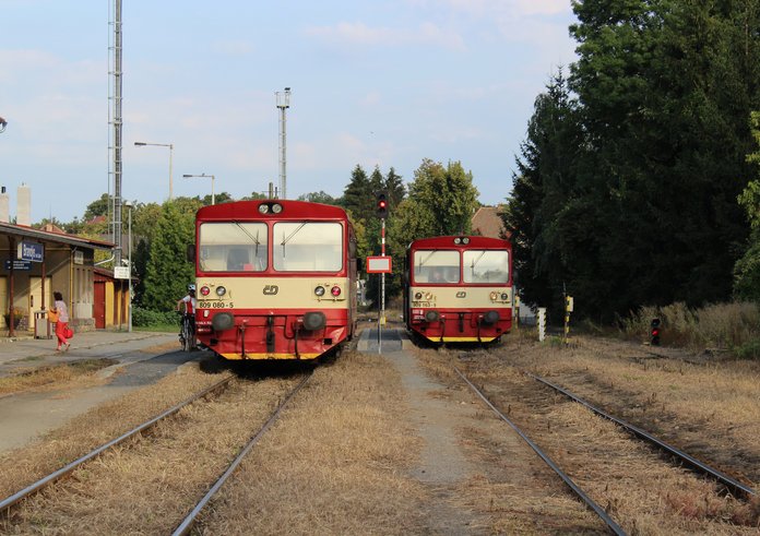 Brandýs_nad_Labem,_jasan_u_nádraží_(2)