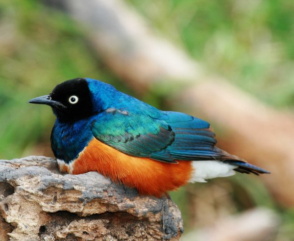 Brilliant_starling_small