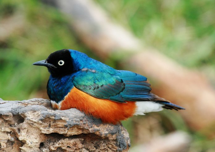 Brilliant_starling_small
