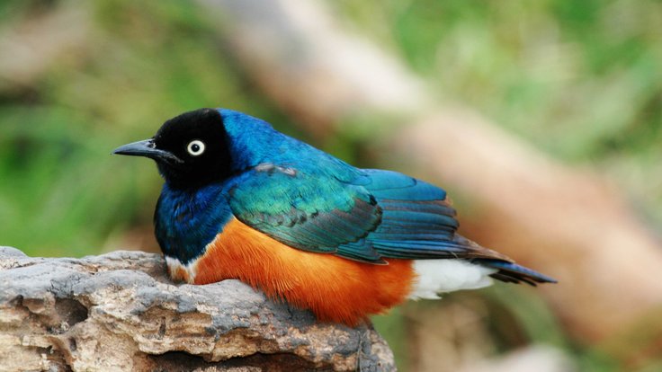 Brilliant_starling_small