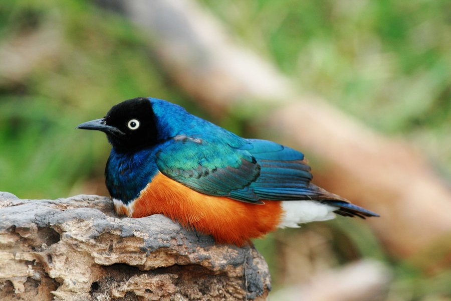 Brilliant_starling_small