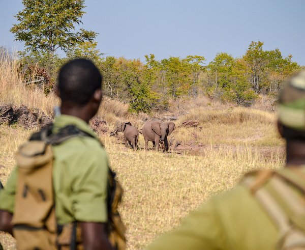 ochrana slonů v Zimbabwe