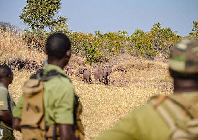 ochrana slonů v Zimbabwe