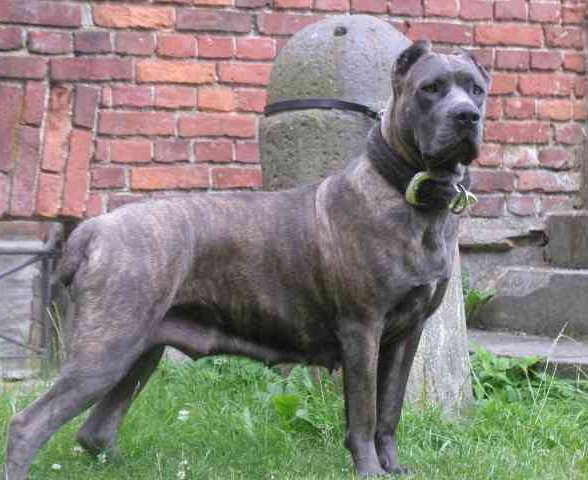 CaneCorso_(28)